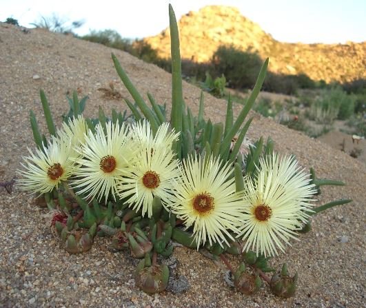 Cephalophyllum pillansii, the day&#039;s work done 
